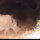 Image for article titled Camera Traps Capture "Fantastically Bizarre" Animal Hitchhiking